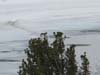 Coyote at Round Top Lake on Ice