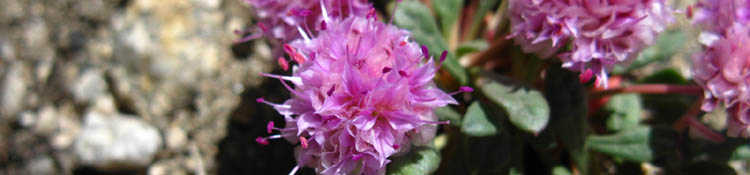 Flower, approaching Bond Pass in Emigrant Wilderness, July 2010