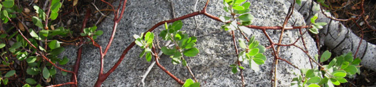Rock and Bush at Campsite.