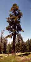 Tree, Poison Flat, Carson Iceberg