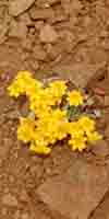 Yellow Flower