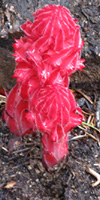 Snowplant below Round Lake