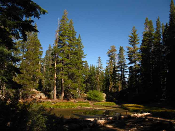 Marshy Pond near Molelumne Wilderness Boundary