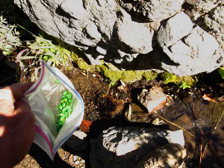 A snack at the NE drainage from Raymond Lake, Sept 2009