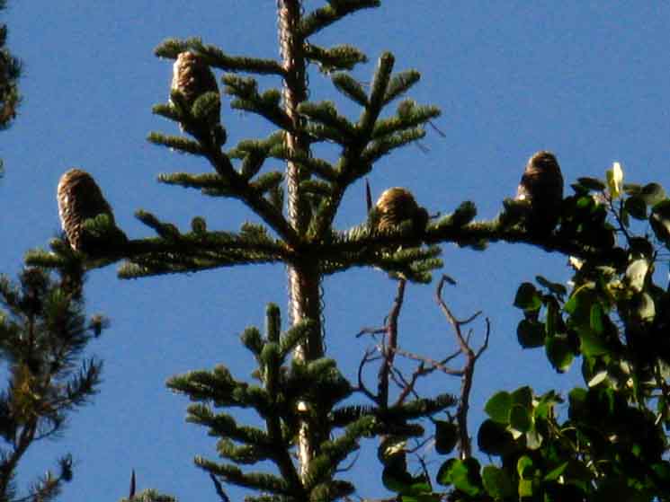 Small Fir, Big Cones