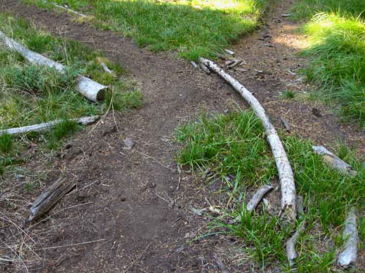 Unmarked, blocked heavy trail near Upper Sunset Lake, Pacific Crest Trail North of Raymond Peak