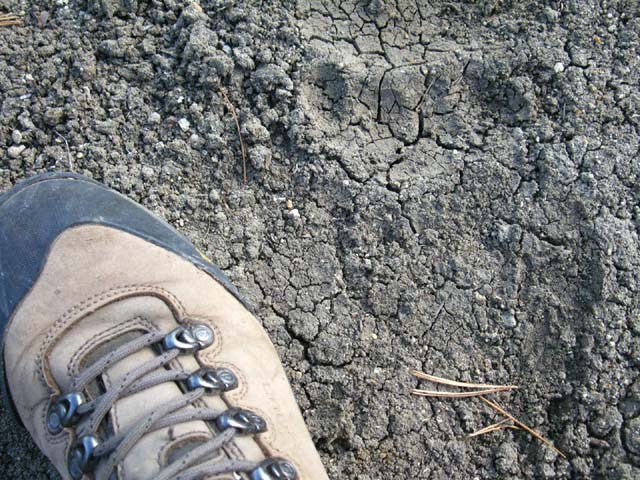 Old bear tracks.