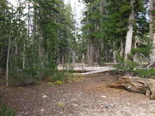 Campsites South of Murray Canyon trail junction.