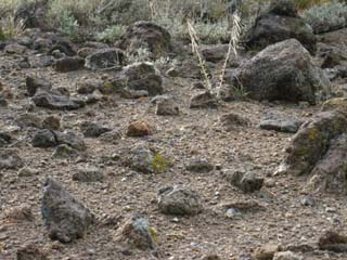 Lava rock field.