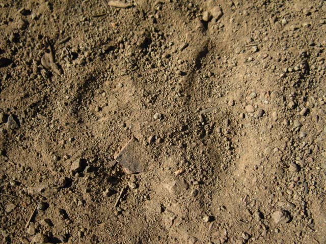 BIG Mountain Lion track