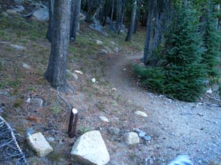 PCT North from Ebbetts Pass