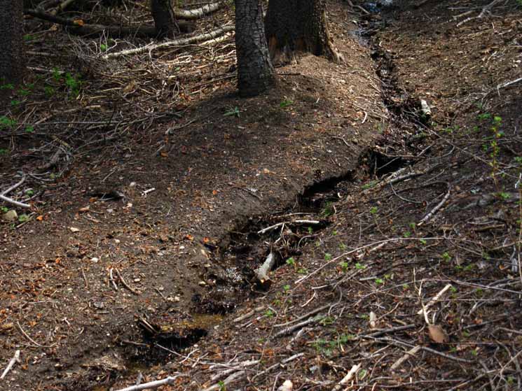 Spring runoff cutting Pacific Crest Trail.