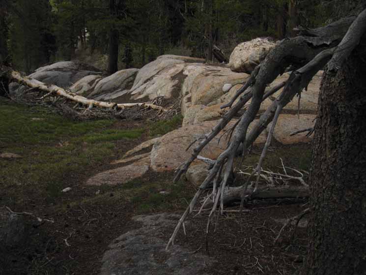 Low glacial cut granite arcs through meadow and forest.