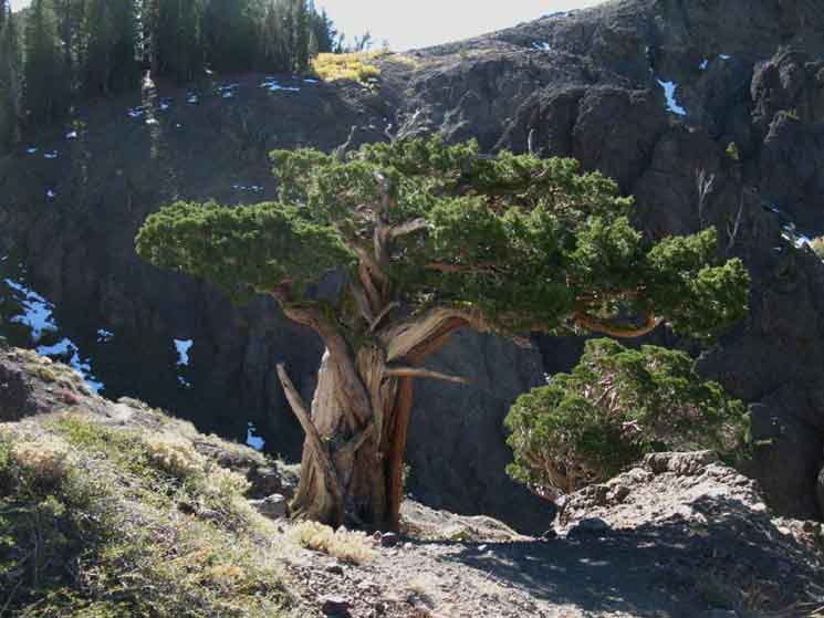 Landmark junniper, only shaded break spot.