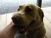 Oz the Dog