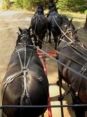 Mr Stueve's fine team of percherons at Kennedy Meadows pulling the milk wagon.