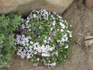 Flowers on the way up Lost Cabin Mine trail