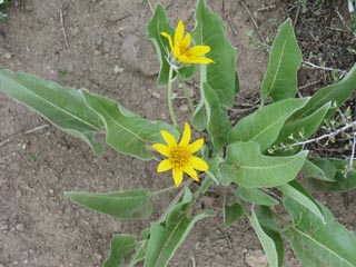 Flower along Lost Cabin Mine, Mule Ear