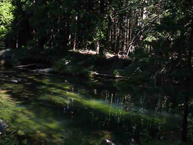 Pool along campsite South of Camp Irene.