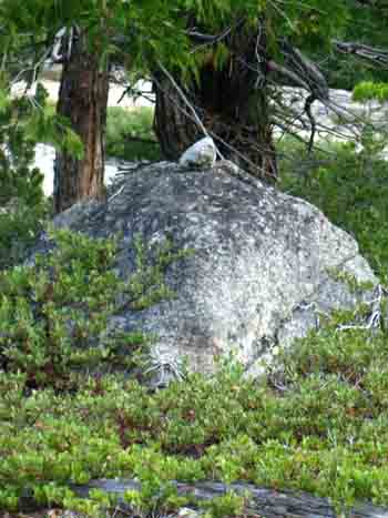 Duck drawing us to the granite slab.