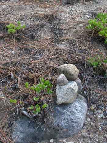 Ducks along faint section of Tahoe to Yosemite Trail.