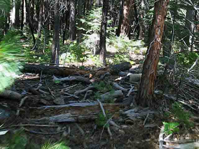 Entering the Enchanted Forest.