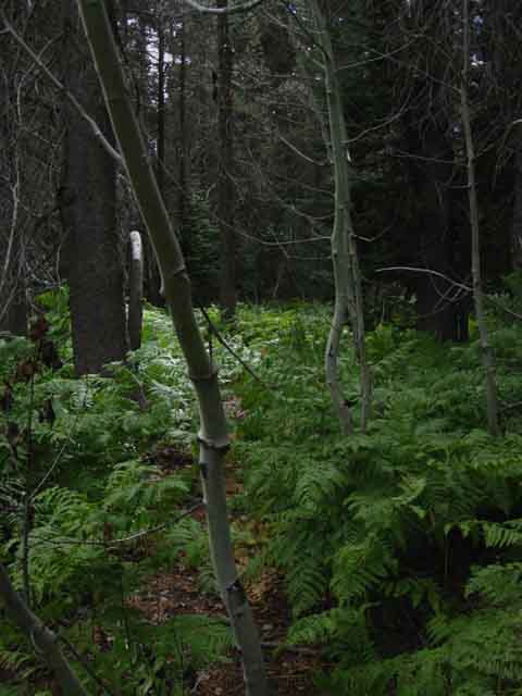 Trail through Fern Zone below Telephone Gulch in Summit City Canyon.