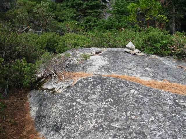 Duck on boulder guides us through Tahoe to Yosemite Trail manzanita.
