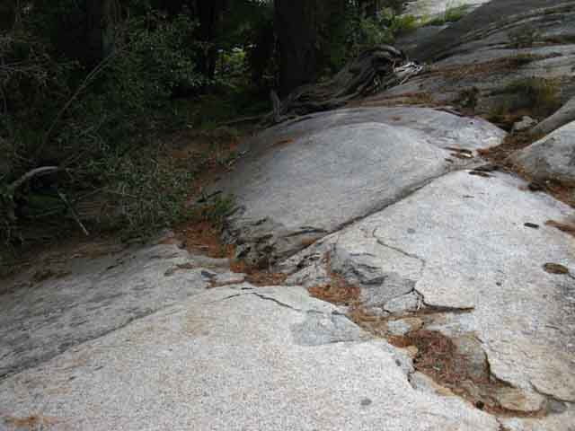 Old chipped trail brings us back into fern and forest.