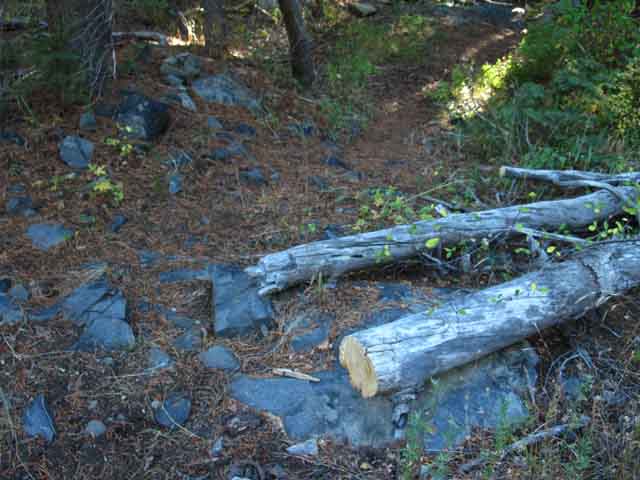 Recently cut snag along Summit City Creek Trail.