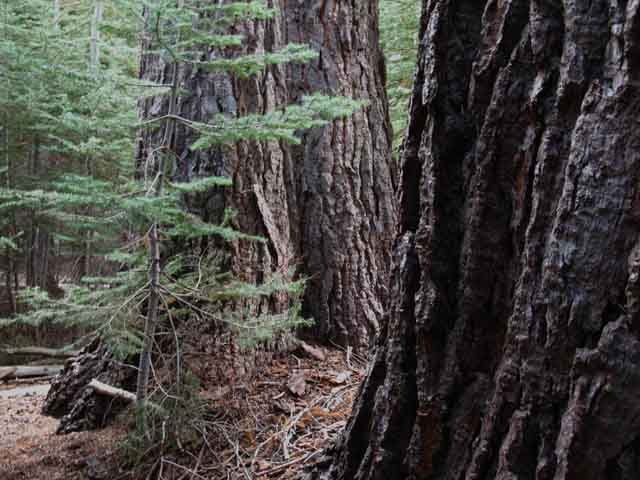 Great Fir trees in Summit City Canyon.