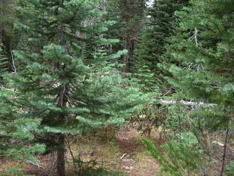 Trail through dense forest branches along Tahoe to Yosemite Trail.