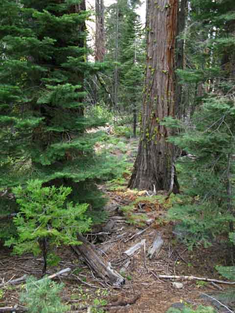 Faint trail through dense forest towards end of Summit City Canyon.