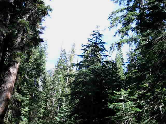 Boulder Creek Drainage through forest.
