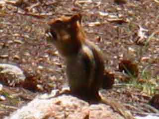 Chipmunk at upper ford of Clarks Fork of the Stanislaus.
