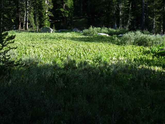 Narrowing segments of meadow with pressing forest along length of meadow segments.