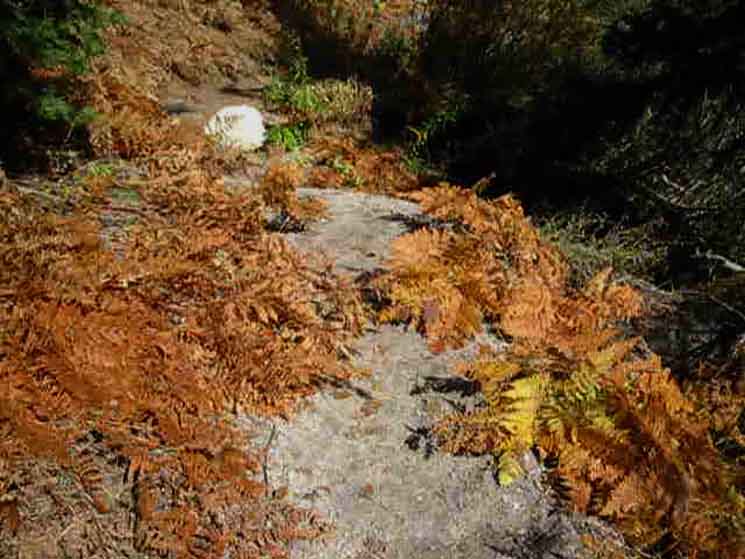 Fall colors along the Tahoe to Yosemite Trail in the Carson Iceberg Wilderness.