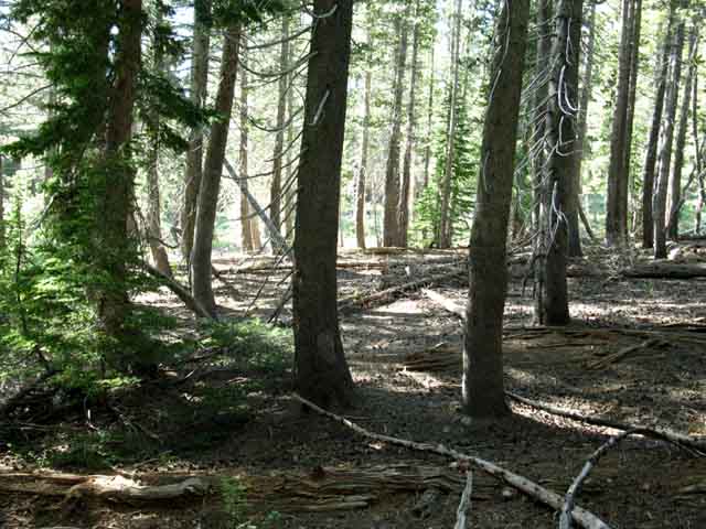 Forest along upper reaches of Clarks Meadow.