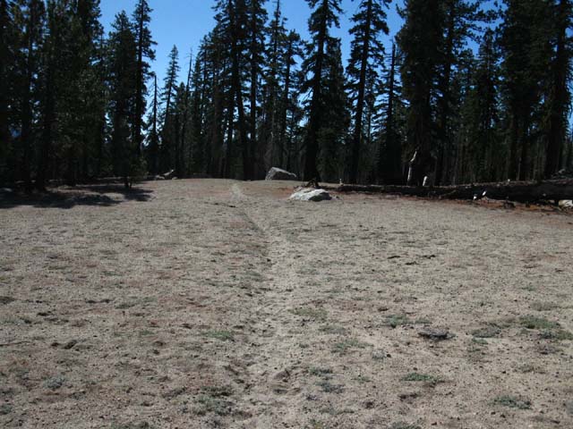 Healthy forest and burned sections intermingle.
