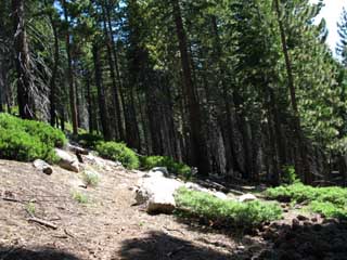 Before us to the South on our way down to Spicer we again enter forest.
