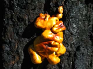 Fungus, Carson Iceberg Wilderness, Tahoe to Yosemite Trail.