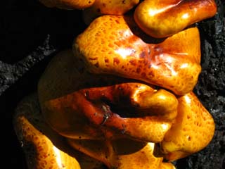 Detail of fungus growth, Stanislaus National Forest.