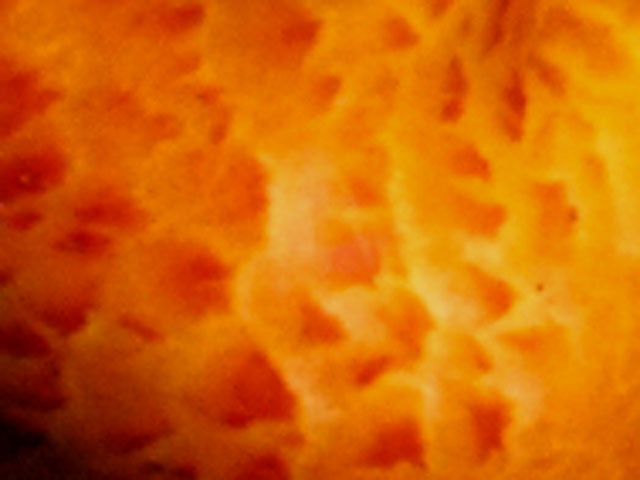 Detail of surface of fungus.