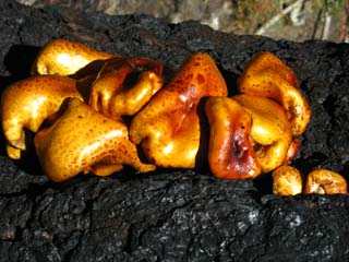 fungus growing on old burned fallen snag.