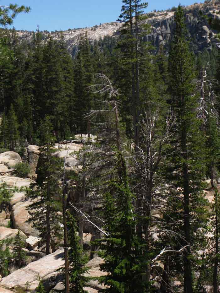 Granite and Forest under North edge of Clarks Meadow, Stanislaus National Forest.