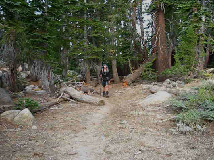 Forest ends at the top of Jenkins Canyon.