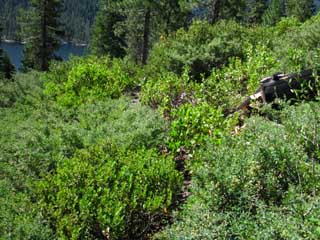 Looking back up the Tahoe to Yosemite Trail at the thick junniper along Spicer Meadow.