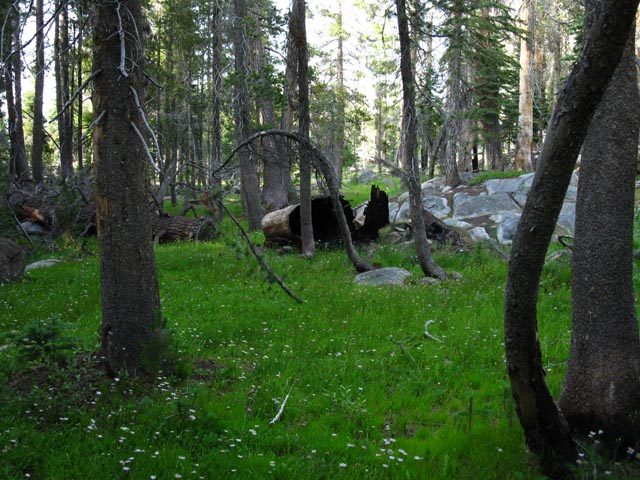 Meadow and forest looking South from N Stanislaus campsite hiking South.