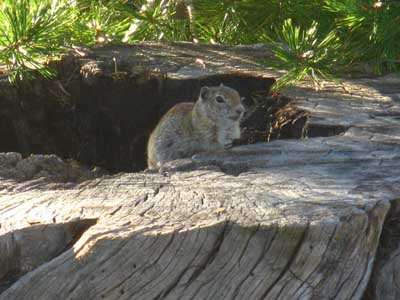 Squirrel near Sonora Pass.