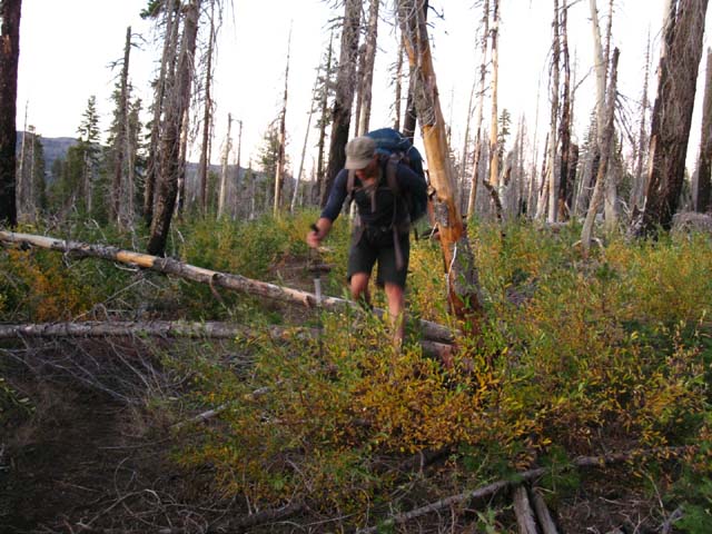 Trail obstacles on the TYT in the Burnt Area North of Rock Lake.